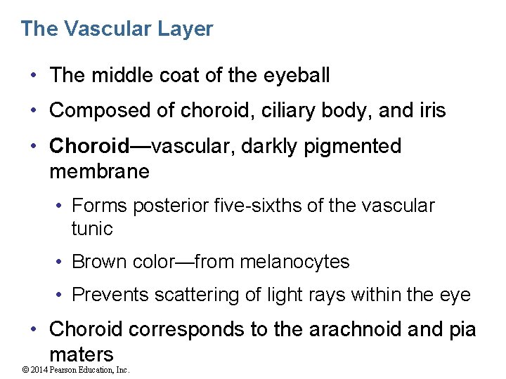 The Vascular Layer • The middle coat of the eyeball • Composed of choroid,