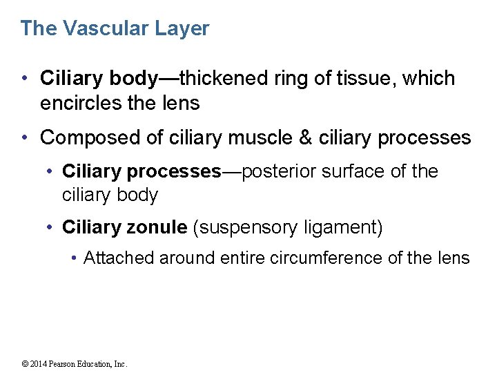 The Vascular Layer • Ciliary body—thickened ring of tissue, which encircles the lens •