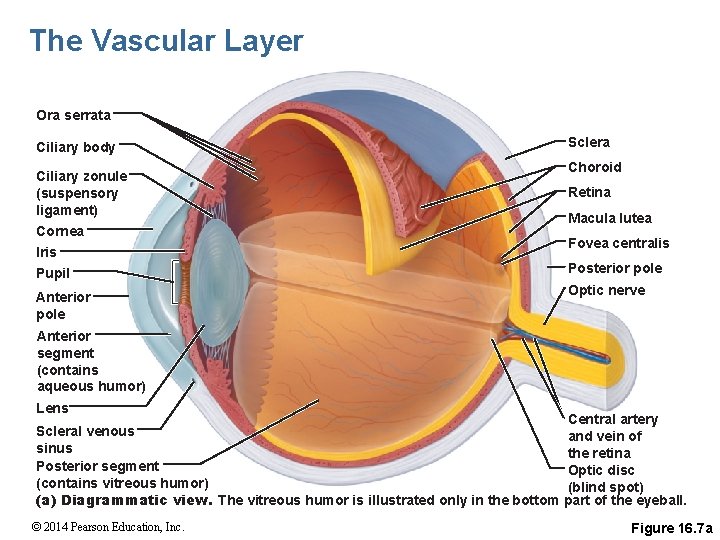 The Vascular Layer Ora serrata Ciliary body Ciliary zonule (suspensory ligament) Cornea Iris Pupil