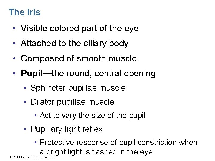 The Iris • Visible colored part of the eye • Attached to the ciliary