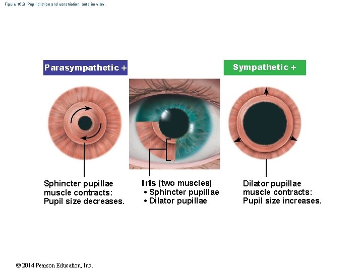 Figure 16. 8 Pupil dilation and constriction, anterior view. Sympathetic Parasympathetic Sphincter pupillae muscle