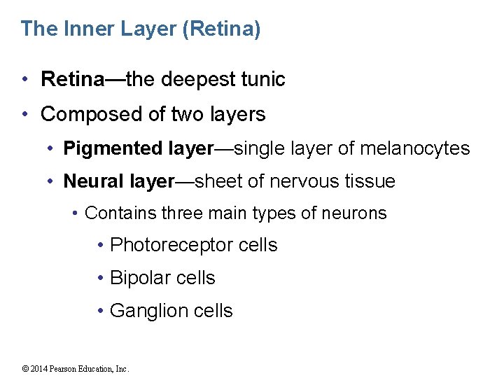 The Inner Layer (Retina) • Retina—the deepest tunic • Composed of two layers •