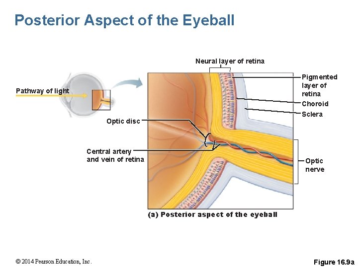 Posterior Aspect of the Eyeball Neural layer of retina Pigmented layer of retina Choroid