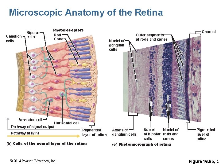 Microscopic Anatomy of the Retina Ganglion cells Bipolar cells Photoreceptors Rod Cone Nuclei of