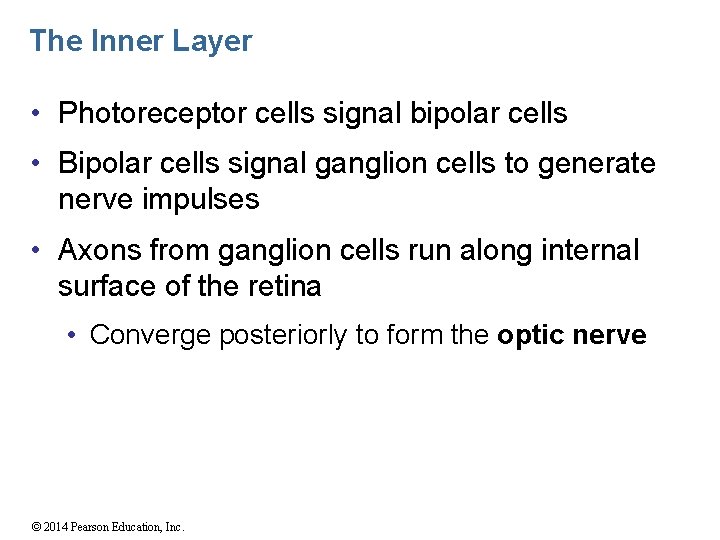 The Inner Layer • Photoreceptor cells signal bipolar cells • Bipolar cells signal ganglion