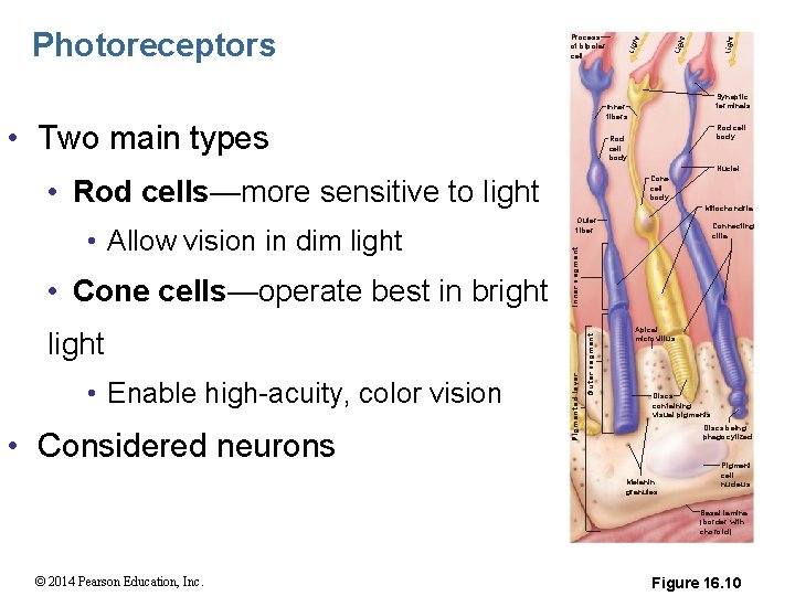 Light t Ligh Lig ht Photoreceptors Process of bipolar cell Synaptic terminals Inner fibers