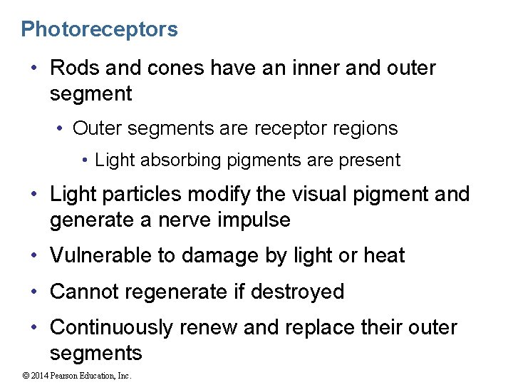 Photoreceptors • Rods and cones have an inner and outer segment • Outer segments