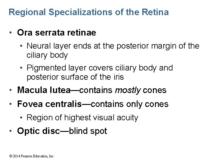 Regional Specializations of the Retina • Ora serrata retinae • Neural layer ends at