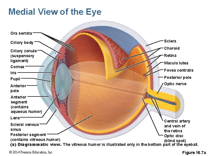 Medial View of the Eye Ora serrata Ciliary body Ciliary zonule (suspensory ligament) Cornea