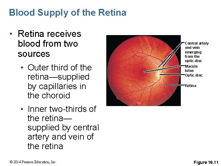 Blood Supply of the Retina • Retina receives blood from two sources • Outer