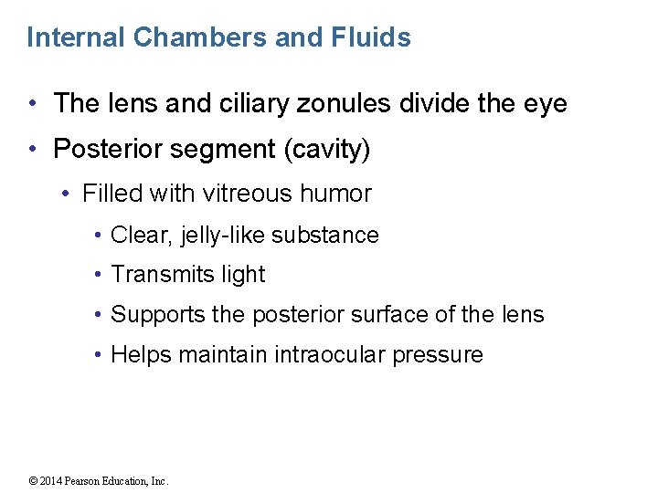 Internal Chambers and Fluids • The lens and ciliary zonules divide the eye •