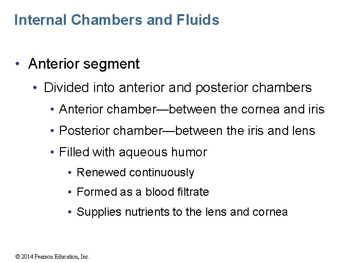 Internal Chambers and Fluids • Anterior segment • Divided into anterior and posterior chambers