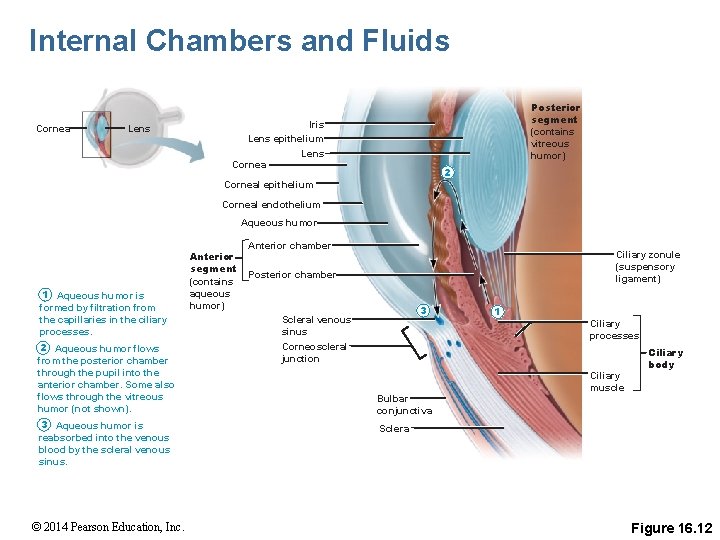 Internal Chambers and Fluids Cornea Lens Posterior segment (contains vitreous humor) Iris Lens epithelium
