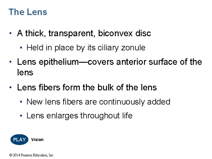 The Lens • A thick, transparent, biconvex disc • Held in place by its