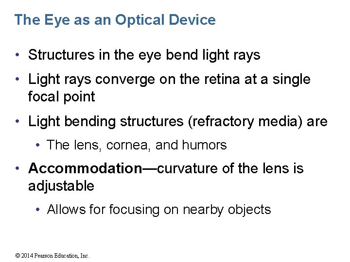 The Eye as an Optical Device • Structures in the eye bend light rays