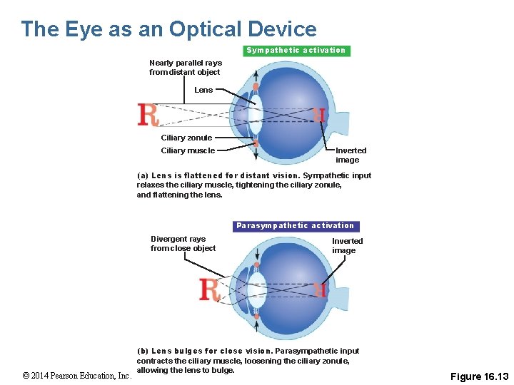 The Eye as an Optical Device Sympathetic activation Nearly parallel rays from distant object