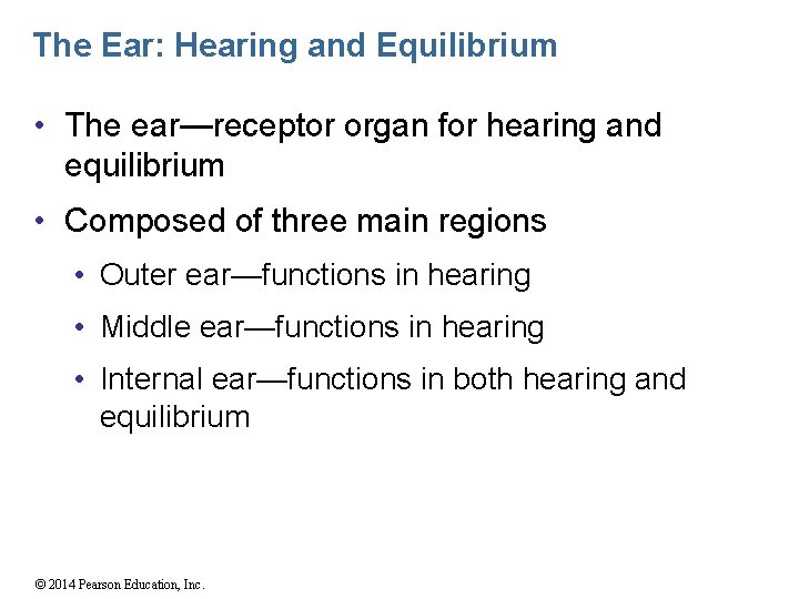 The Ear: Hearing and Equilibrium • The ear—receptor organ for hearing and equilibrium •