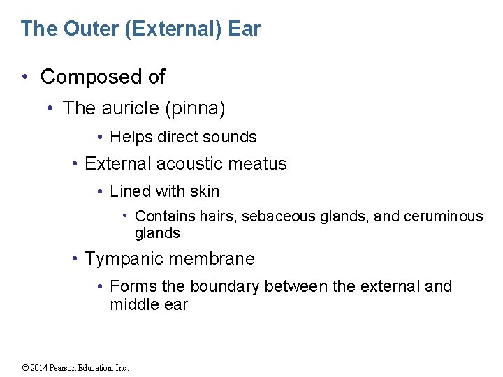 The Outer (External) Ear • Composed of • The auricle (pinna) • Helps direct