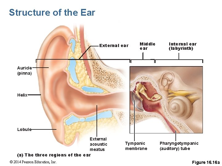 Structure of the Ear External ear Middle ear Internal ear (labyrinth) Auricle (pinna) Helix