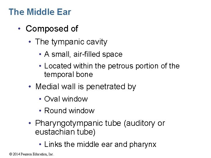 The Middle Ear • Composed of • The tympanic cavity • A small, air-filled