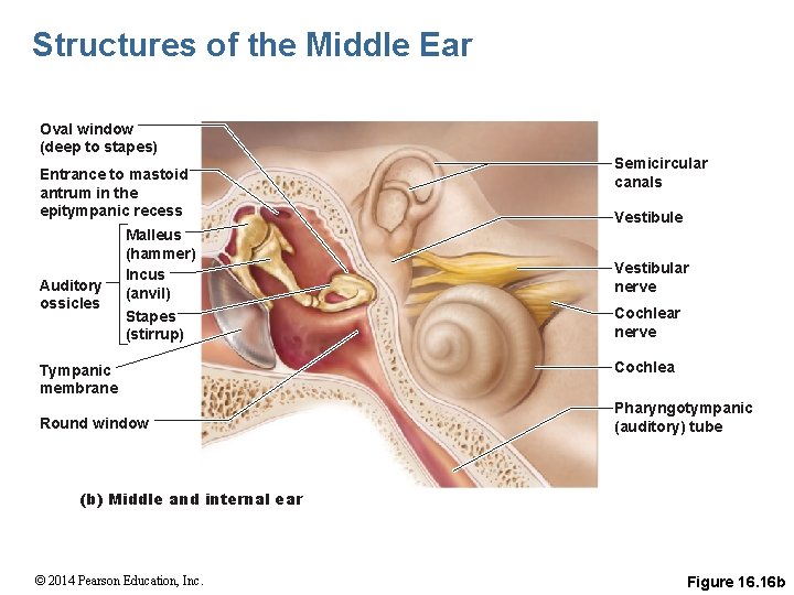 Structures of the Middle Ear Oval window (deep to stapes) Entrance to mastoid antrum