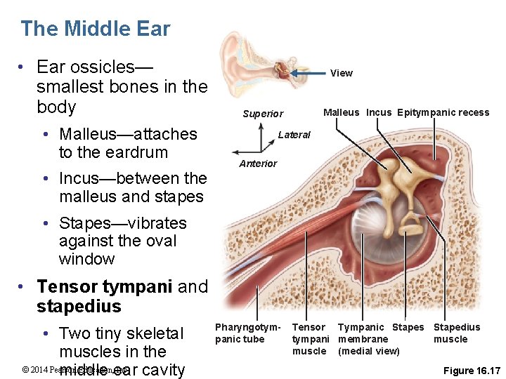 The Middle Ear • Ear ossicles— smallest bones in the body • Malleus—attaches to