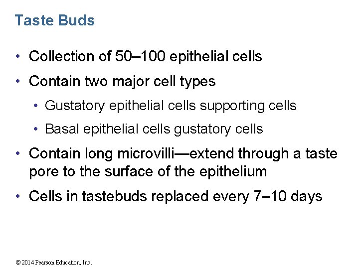 Taste Buds • Collection of 50– 100 epithelial cells • Contain two major cell