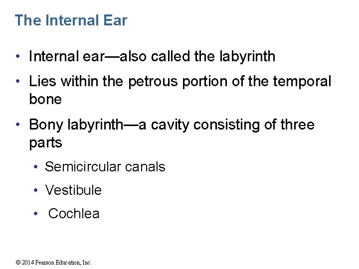 The Internal Ear • Internal ear—also called the labyrinth • Lies within the petrous