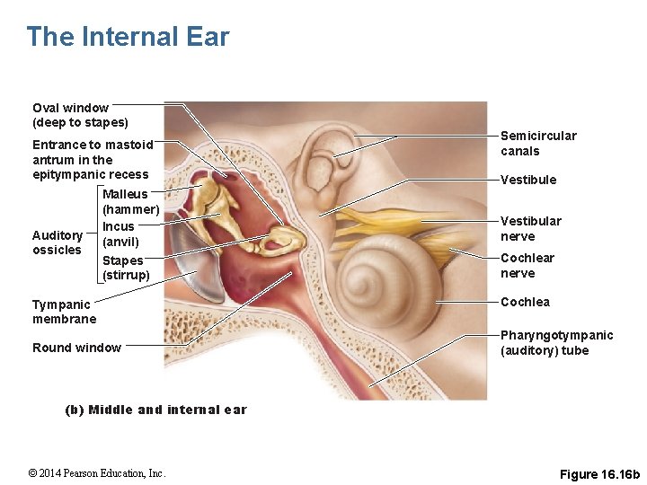 The Internal Ear Oval window (deep to stapes) Entrance to mastoid antrum in the