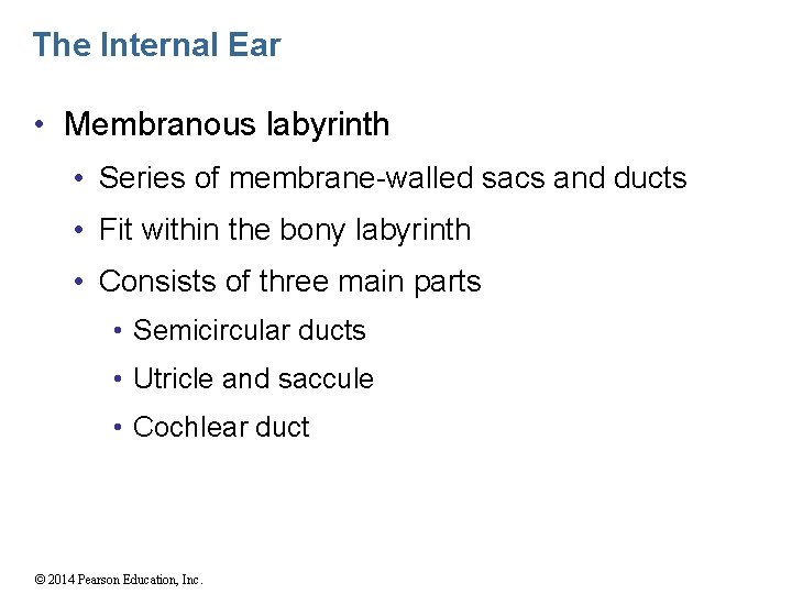 The Internal Ear • Membranous labyrinth • Series of membrane-walled sacs and ducts •