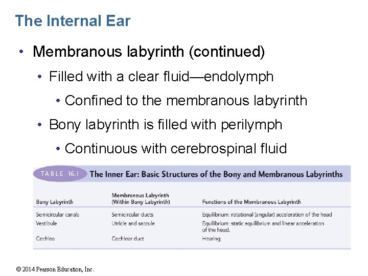 The Internal Ear • Membranous labyrinth (continued) • Filled with a clear fluid—endolymph •