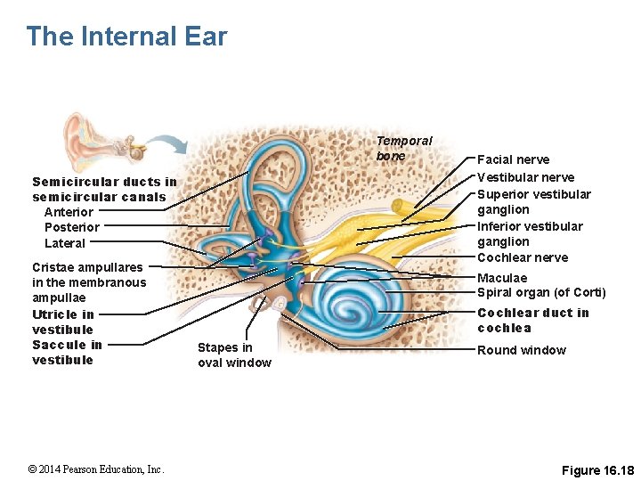 The Internal Ear Temporal bone Semicircular ducts in semicircular canals Anterior Posterior Lateral Cristae
