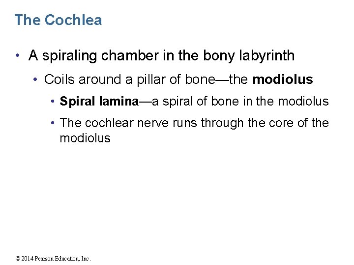 The Cochlea • A spiraling chamber in the bony labyrinth • Coils around a