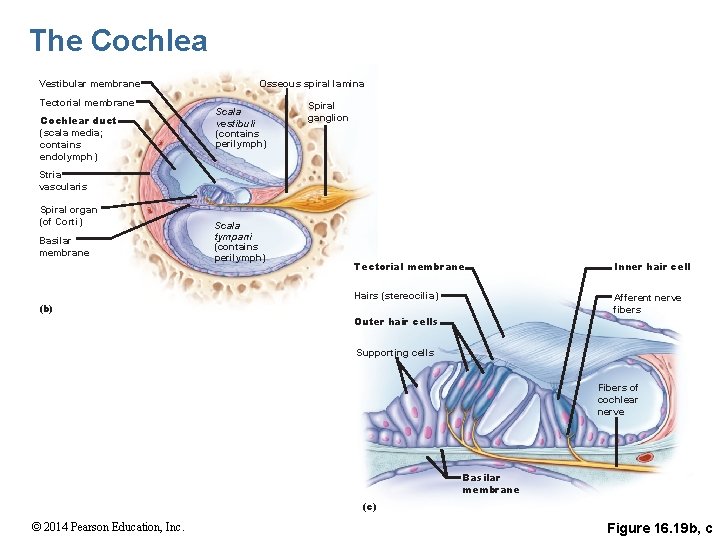 The Cochlea Vestibular membrane Tectorial membrane Cochlear duct (scala media; contains endolymph) Osseous spiral