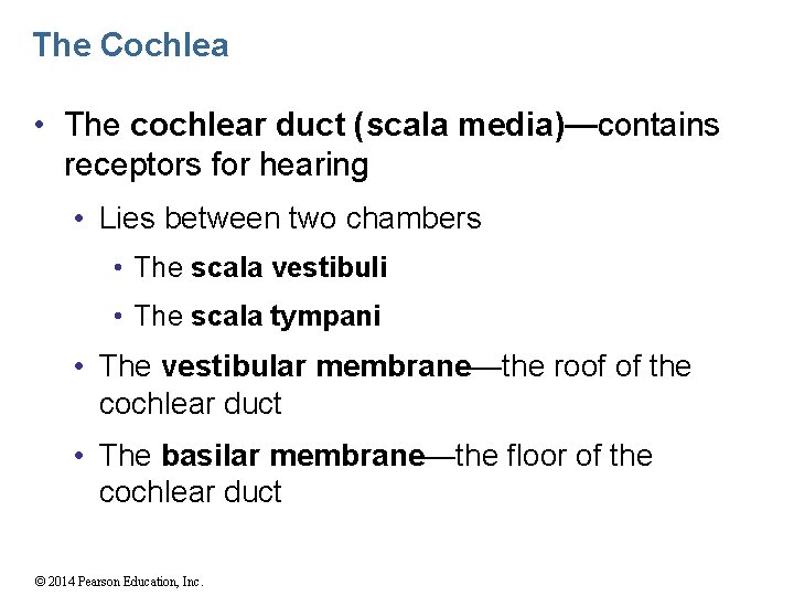 The Cochlea • The cochlear duct (scala media)—contains receptors for hearing • Lies between