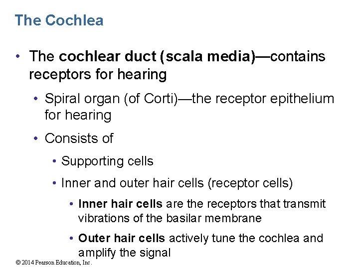 The Cochlea • The cochlear duct (scala media)—contains receptors for hearing • Spiral organ