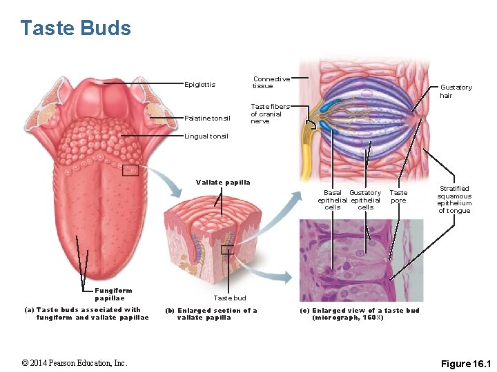 Taste Buds Epiglottis Connective tissue Palatine tonsil Taste fibers of cranial nerve Gustatory hair