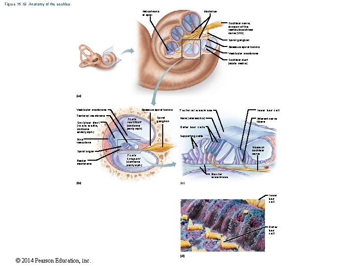 Figure 16. 19 Anatomy of the cochlea. Helicotrema at apex Modiolus Cochlear nerve, division