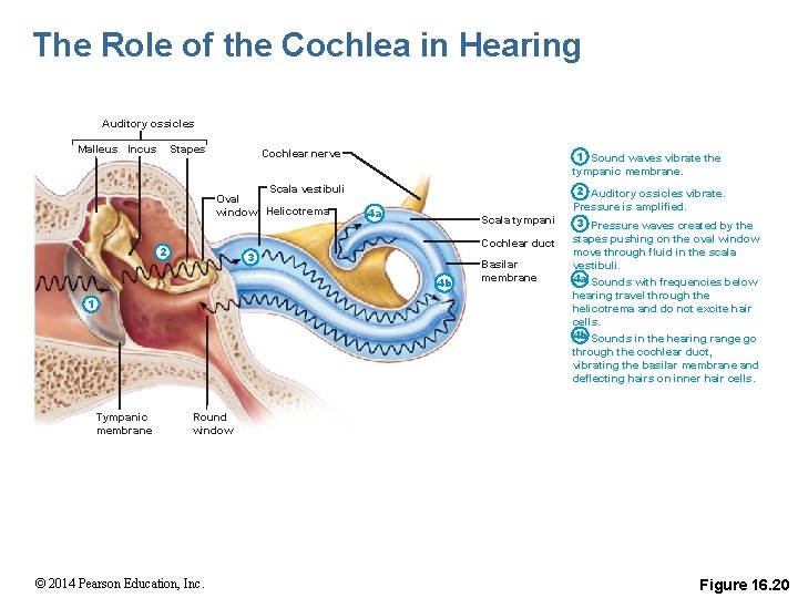 The Role of the Cochlea in Hearing Auditory ossicles Malleus Incus Stapes Cochlear nerve