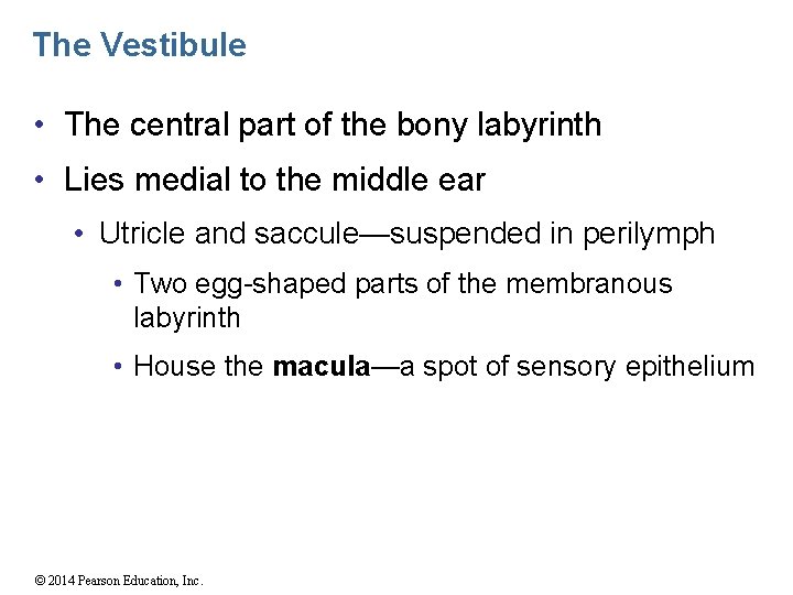 The Vestibule • The central part of the bony labyrinth • Lies medial to