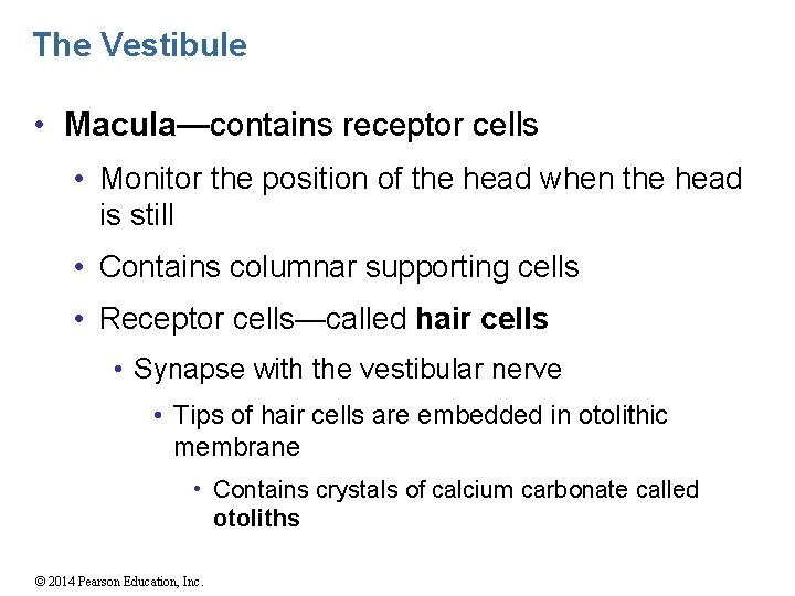 The Vestibule • Macula—contains receptor cells • Monitor the position of the head when