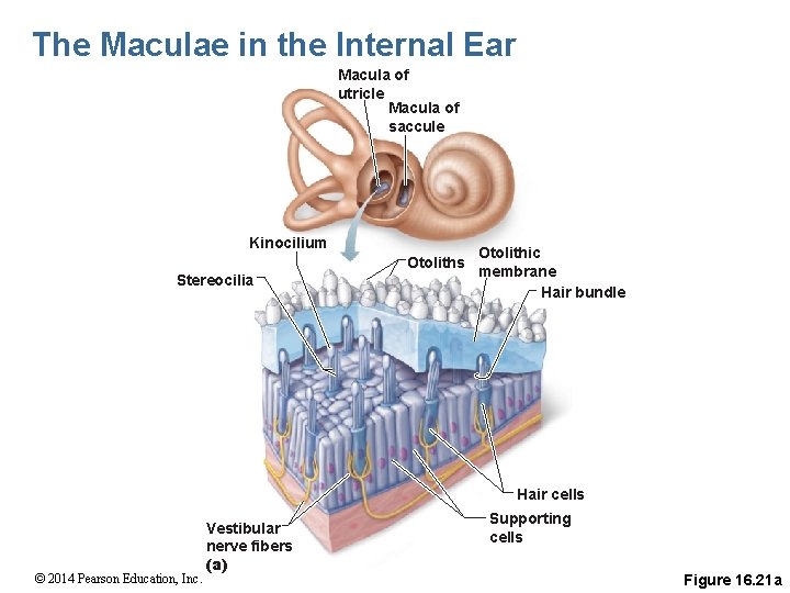 The Maculae in the Internal Ear Macula of utricle Macula of saccule Kinocilium Otoliths