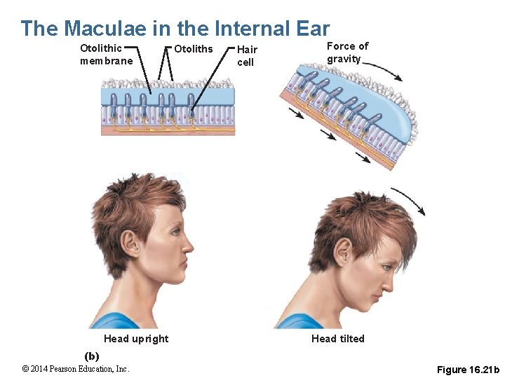 The Maculae in the Internal Ear Otolithic membrane Head upright Otoliths Hair cell Force