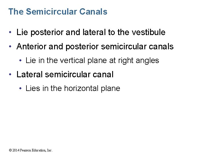 The Semicircular Canals • Lie posterior and lateral to the vestibule • Anterior and