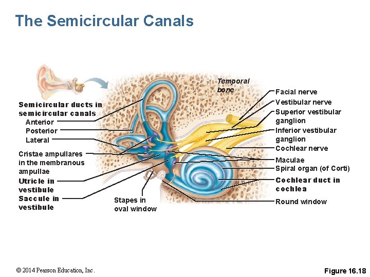 The Semicircular Canals Temporal bone Semicircular ducts in semicircular canals Anterior Posterior Lateral Cristae