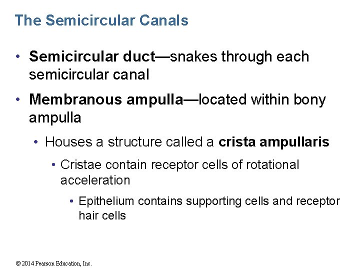 The Semicircular Canals • Semicircular duct—snakes through each semicircular canal • Membranous ampulla—located within