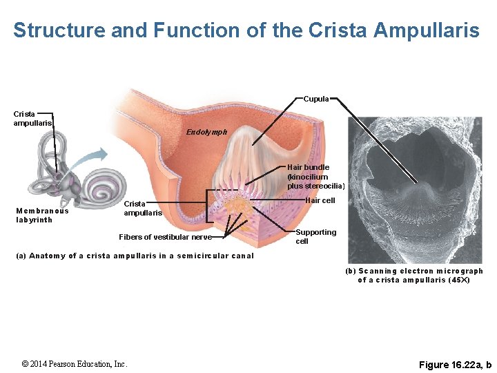 Structure and Function of the Crista Ampullaris Cupula Crista ampullaris Endolymph Hair bundle (kinocilium