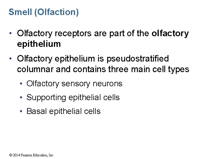 Smell (Olfaction) • Olfactory receptors are part of the olfactory epithelium • Olfactory epithelium