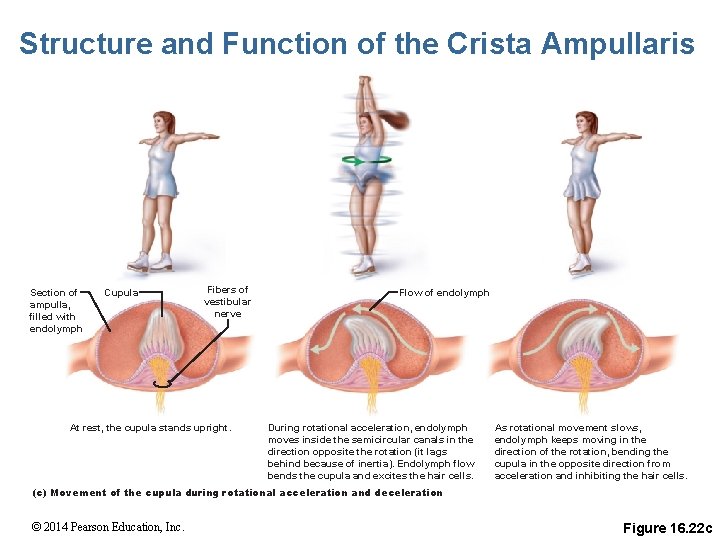 Structure and Function of the Crista Ampullaris Section of ampulla, filled with endolymph Cupula