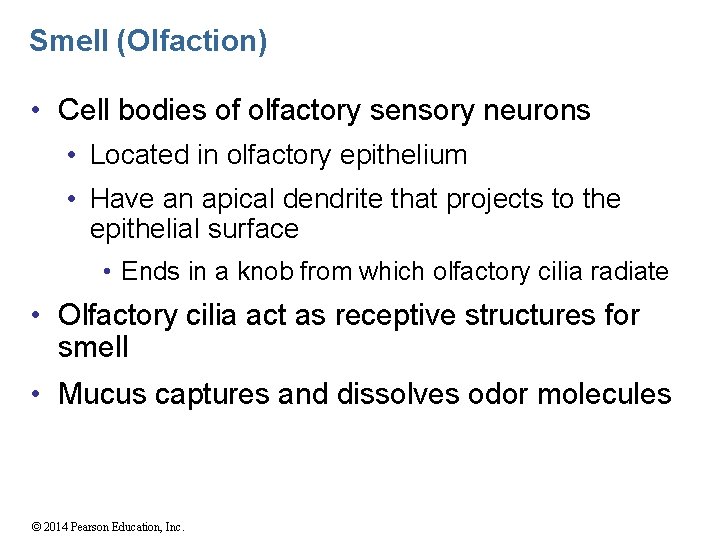 Smell (Olfaction) • Cell bodies of olfactory sensory neurons • Located in olfactory epithelium
